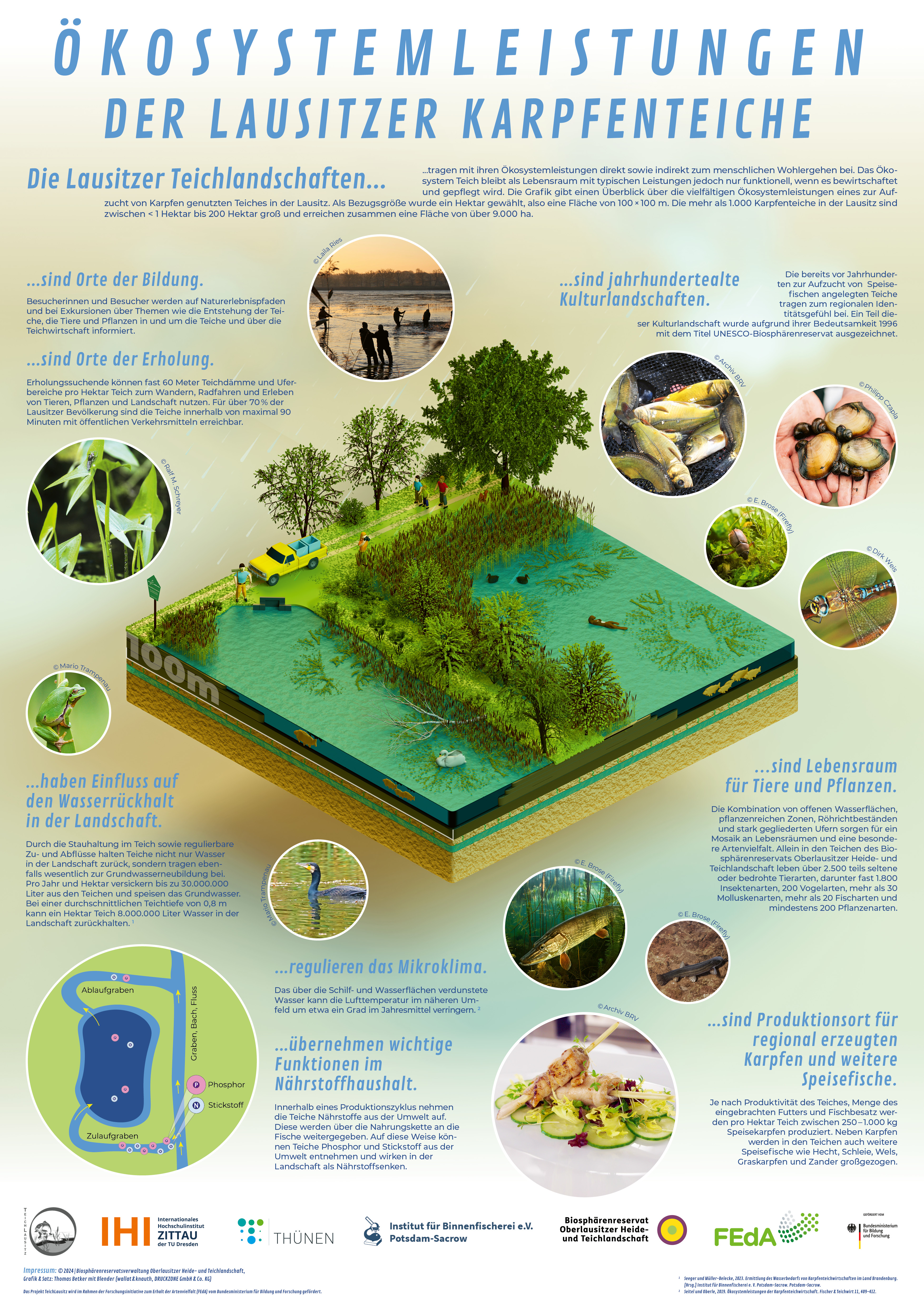 Infografik - Ein Hektar Teich