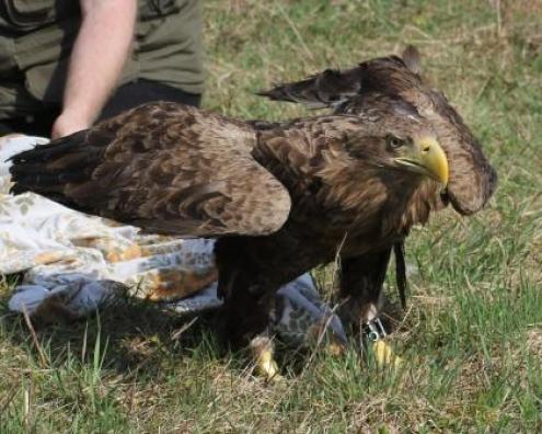 Ausgewildertes Seeadlerweibchen